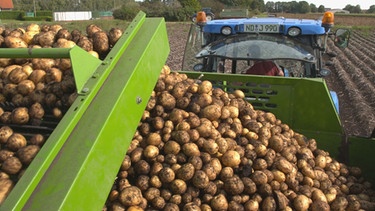 Kartoffelacker in Oberbayern  | Bild: BR