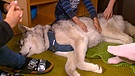 Ein Hund namens Ace: Der Vierbeiner aus Windischeschenbach wird momentan zum Therapiehund ausgebildet | Bild: BR 