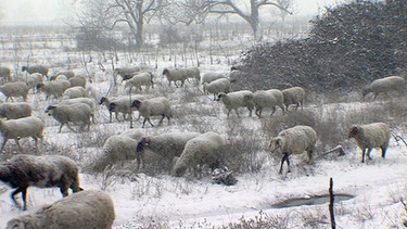 Eine Schafherde in verschneiter Landschaft | Bild: BR