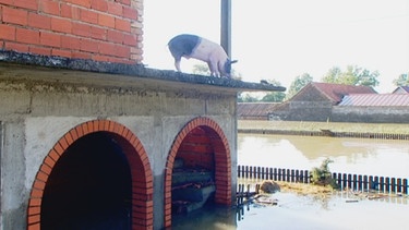 Ein Schwein auf dem Vordach eines Hauses | Bild: BR