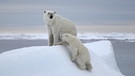 Arktis - Spitzbergen: 	Eine Eisbärenmutter mit einem knapp einjährigen Jungen. | Bild: BR/Kai Schubert