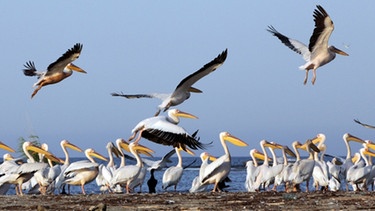 Pelikane im Donaudelta, Rumänien | Bild: BR/ScienceVision/Rita Schlamberger