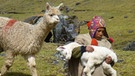 Alpaka in den Anden - Volk der Q'eros | Bild: BR/Angelika Vogel