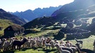 Alpaka in den Anden | Bild: BR/Angelika Vogel