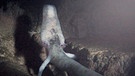 Tierwelt der Alpen: Grottenolm  | Bild: WDR/WDR/Tesche Dokumentarfilm