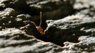 Argentinische Ameisen | Bild: BR/Stefan Geier
