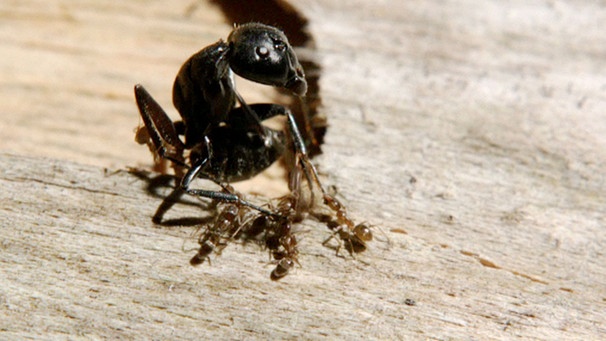 Argentinische Ameisen kämpfen gegen eine schwarze Holzameise. | Bild: BR/Stefan Geier