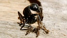 Argentinische Ameisen kämpfen gegen eine schwarze Holzameise. | Bild: BR/Stefan Geier