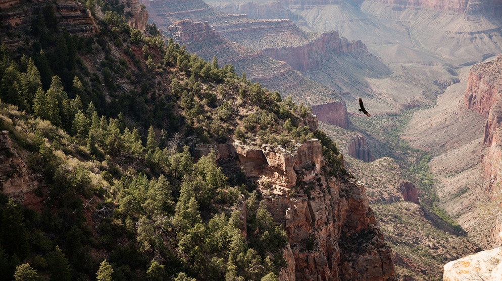 Lange Zeit waren sie die Könige der Lüfte: Truthahngeier. Aber jetzt ist der wesentlich größere Kondor zurück im Grand Canyon.
| Bild: BR/Doclights GmbH/NDR/Matthew Kline