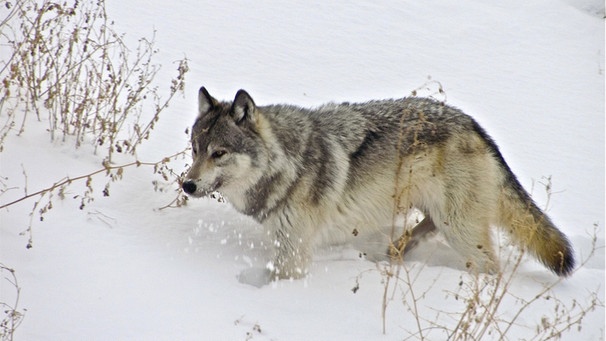 Durch seine hohe Anpassungsfähigkeit bewohnt der Wolf sogar die arktische Tundra und findet selbst im Winter Nahrung. | Bild: BR/doclights/NDR/NDR Naturfilm/Uwe Anders