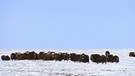Moschusochsen sind näher mit Ziegen verwandt als mit Rindern. | Bild: BR/doclights/NDR/NDR Naturfilm/Uwe Anders