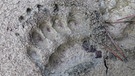 Grizzlybären werden nach Norden immer größer und können bis zu 680 kg schwer werden. Dabei hinterlassen sie deutliche Spuren. | Bild: BR/doclights/NDR/NDR Naturfilm/Uwe Anders