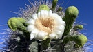 Die Blüten des Saguaro Kaktusses produzieren Nektar, der viele Fledermäuse anlockt. Die Fledermäuse fressen den Nektar und bestäuben somit die Kakteen. | Bild: BR/Doclights GmbH/NDR