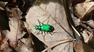 Die grün schimmernden Sandlaufkäfer gehören zu den farbenfrohsten Tieren des Nationalparks. | Bild: BR/Doclights GmbH/NDR