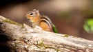 Freche kleine Biester - Streifen-Backenhörnchen gehören zu den Bewohnern des Nationalparks.
| Bild: BR/Doclights GmbH/NDR