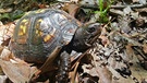 Die Carolina-Dosenschildkröte ist ein Gärtner ohne es zu wissen. Sie fressen die Früchte des Maiapfels und verteilen die Samen mit der passenden Portion Dünger. | Bild: BR/Doclights GmbH/NDR