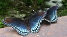 Im Great Smoky Mountains Nationalpark leben viele verschiedene Schmetterlinge. | Bild: BR/Doclights GmbH/NDR