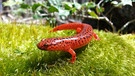 Ein anderes Mitglied aus der Familie der Salamander: der Rotsalamander. | Bild: BR/Doclights GmbH/NDR