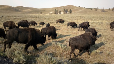 Der Bison ist der größte Pflanzenfresser im Yellowstone Nationalpark. | Bild: BR/Doclights/NDR