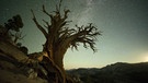 Ein Bild wie aus einem Tim Burton Film. Eine Kiefer im Yosemite Nationalpark bei Nacht. | Bild: BR/doclights/NDR/NDR Naturfilm