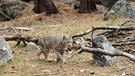 Ein besonders seltener Anblick im Yosemite Nationalpark: Der Rotluchs. | Bild: BR/doclights/NDR/NDR Naturfilm
