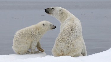 Arktis - Spitzbergen: Eine Eisbärenmutter mit einem knapp einjährigen Jungen. | Bild: BR/Kai Schubert