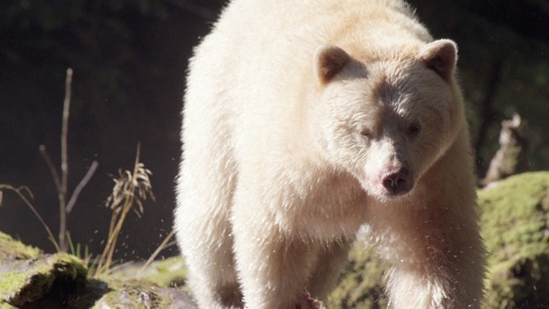 Kanadas Tierwelt: Geisterbär | Bild: BR/Brian Leith Productions/WDR/Ben Wallis