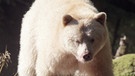 Kanadas Tierwelt: Geisterbär | Bild: BR/Brian Leith Productions/WDR/Ben Wallis