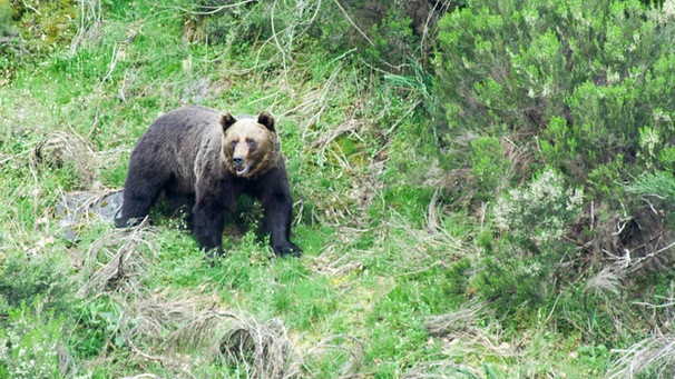 Spaniens wilder Norden - Bär in der Kordillere | Bild: BR/Bernhard Rübe