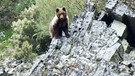 Spaniens wilder Norden - Im Reich der Bären | Bild: BR/Bernhard Rübe