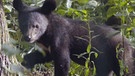 Kragenbär im ussurischen Urwald | Bild: BR