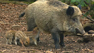 Wettlauf mit Wildschwein in Bayerns Wäldern | Bild: BR