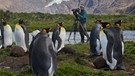 Pinguine, Insel Südgeorgien | Bild: BR/Roland Gockel