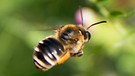 Wildbienen: Blattschneiderbiene | Bild: nautilusfilm