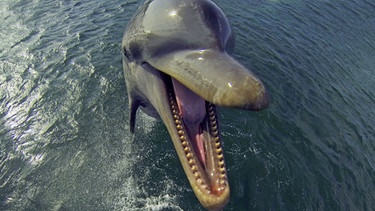 Ein springender Tümmler-Delfin | Bild: BR/John Downer Productions 2013/Geoffrey Bell