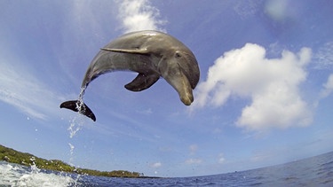 Ein springender Tümmler-Delfin | Bild: BR/John Downer Productions 2013/Rob Pilley