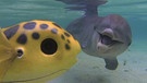  Tümmler-Delfin untersucht die Kugelfisch-Kamera | Bild: BR/John Downer Productions 2013/Rob Pilley