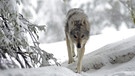 Wolf in den Dolomiten | Bild: NDR/NDR/NDR Naturfilm/doclights/Kurt Mayer Film