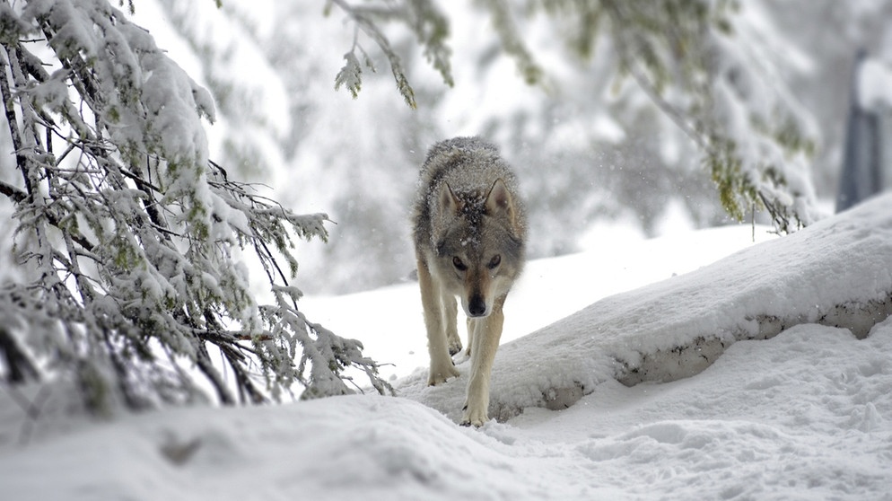 Wolf in den Dolomiten | Bild: NDR/NDR/NDR Naturfilm/doclights/Kurt Mayer Film