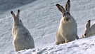 Schneehasen in den Dolomiten | Bild: NDR/NDR/NDR Naturfilm/doclights/Kurt Mayer Film