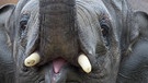 Elefant | Bild: Münchener Tierpark Hellabrunn