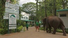 Elefanten Krankenhaus | Bild: BR