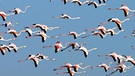 Natur am Guadalquivir: Flamingos | Bild: BR/Herminio M. Muñiz