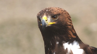 Steinadler sind sehr territorial. Wenn ein anderer Adler in sein Revier eindringt, greift er an. | Bild: Doclights GmbH NDR Naturfilm