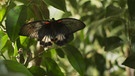 Endlich! Aus der kleinen Raupe ist ein schöner Schmetterling geworden | Bild: Lucas Allain, Nicolas Goudeau-Monvois_Ampersand BR