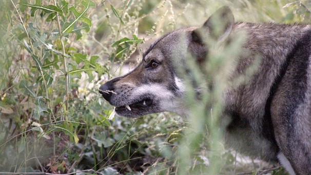 Wildes Istanbul: Wolf-Hund | Bild: BR/epo-film/Attila Boa