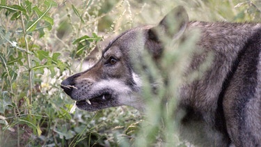 Wildes Istanbul: Wolf-Hund | Bild: BR/epo-film/Attila Boa