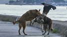 Wildes Istanbul: Straßenhunde  | Bild: BR/epo-film/Norbert Sommer