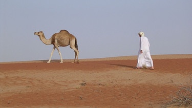 Kamel des Beduinen | Bild: BR