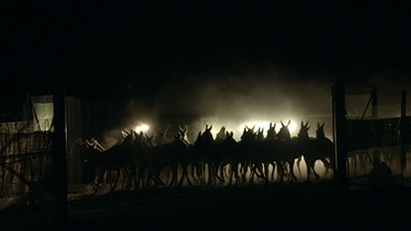 30 Kulane werden bei einer spektakulären Nachtaktion eingefangen um sie in die 1.200 Kilometer entfernte Torgai-Steppe zu bringen. | Bild: BR/Medienkontor/Markus Schmidbauer